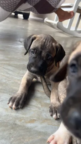 Filhotes de fila-brasileiro