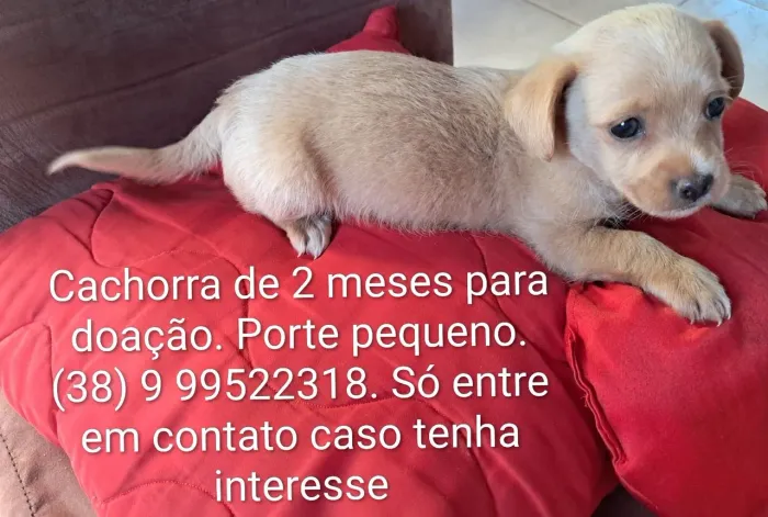 Cachorras para doação