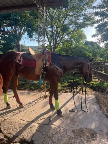 Sela de três Tambores 