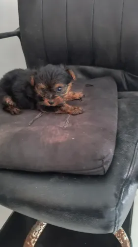 Yorkshire micro, (mini) macho