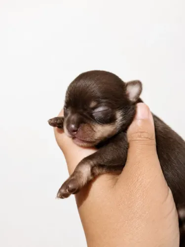 Bebês