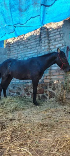 Poutro a venda