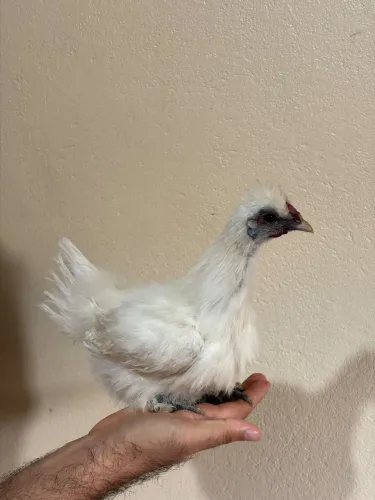 Sedosa do Japão- Galo jovem