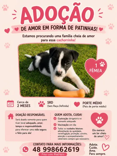 Filhote de cachorro fêmea para adoção 