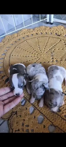 pinscher