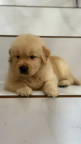 Filhotes de Golden Alto Padrao PEDIGREE