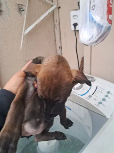 Doação responsável de cachorro ? 