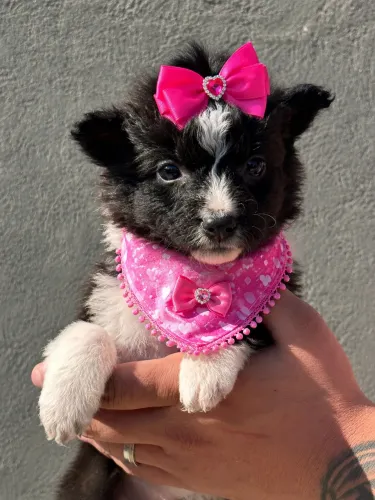 Sua lindinha filhote de border collie fêmea 