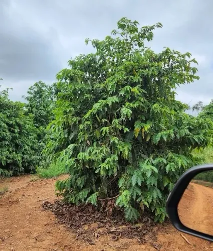 Fazenda de 73,30 Ha, Excelente na Produção de Café e Qualidade de Vida. Eloi Mendes/MG