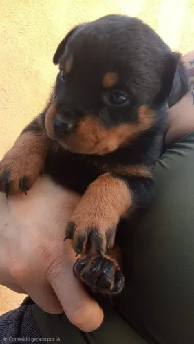 Filhotes de Rottweiler Saudáveis e Muito Bonitos - 2 últimos disponíveis