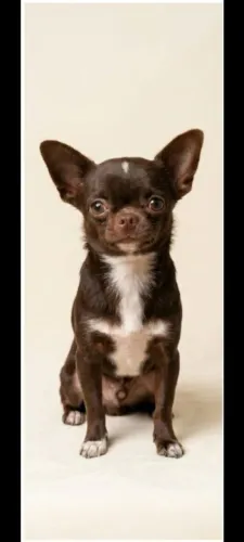 Chihuahua pra cruzar