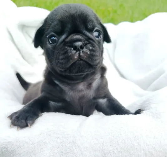 Pug macho