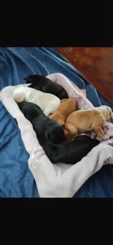 Vendo filhotes dê Cocker Spaniel Inglês.