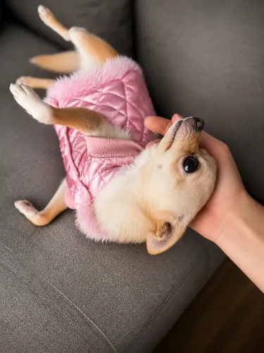 Fêmea de chihuahua procura namorado pequeno! 
