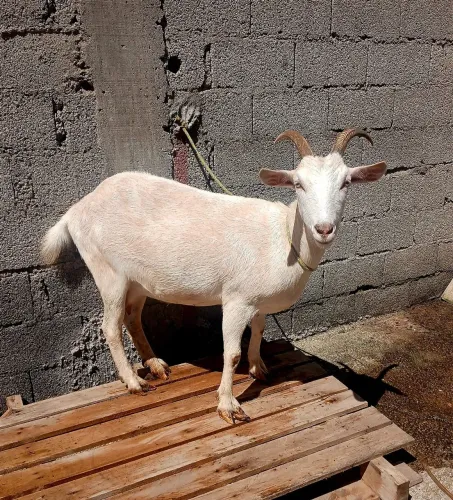 Cabra cabrita e bode