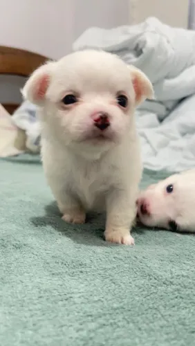 LINDAS FÊMEAS E MACHOS DE CHIHUAHUA PELO CURTO 