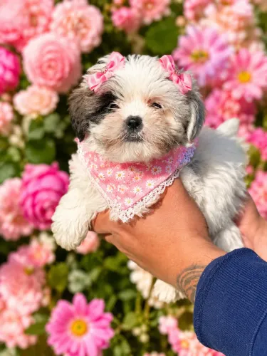 Lhasa apso fêmea perfeitinha filhote 