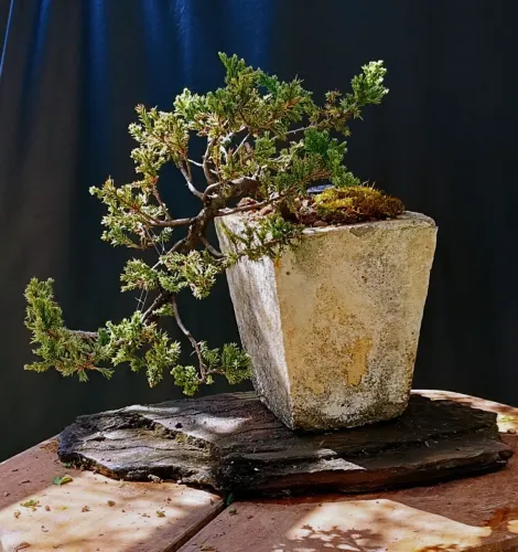 Bonsai juniperus horizontalis Han kengai