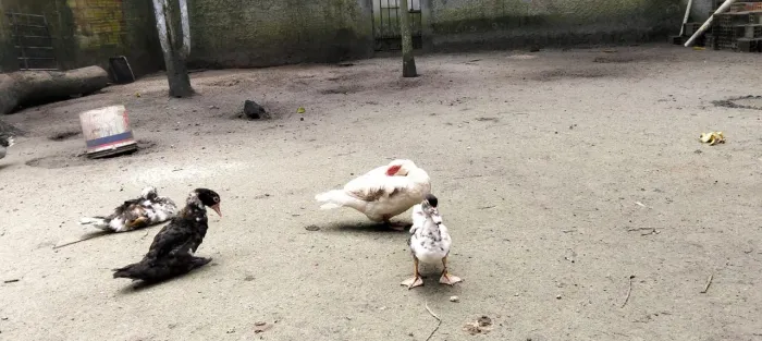 Patos
