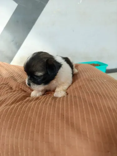 Shihtzu femea