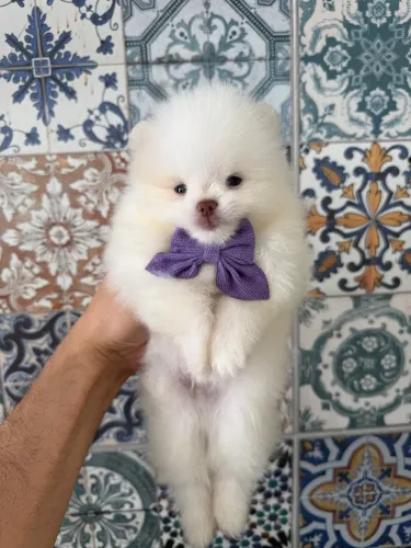 Spitz alemão - Lulu da Pomerania - Macho