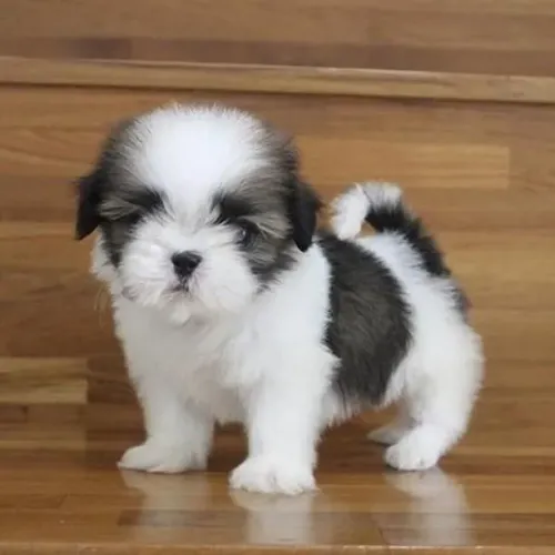 Filhote de Shih Tzu Com Muito Amor Para Compartilhar