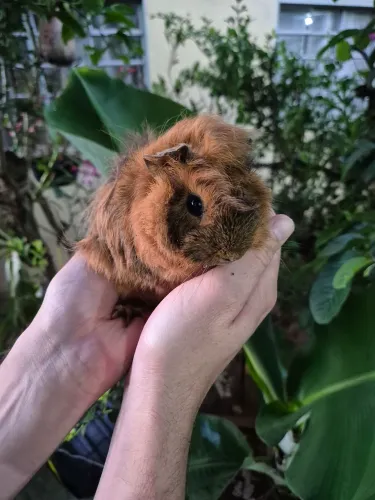 Porquinhos da Índia (sheltie, coroado e peruano)