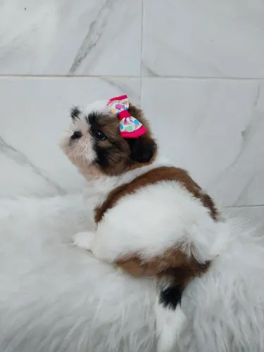 SHIH TZU BABYS