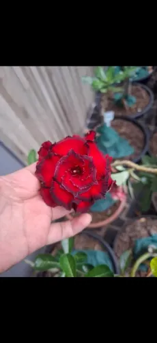 Rosa do deserto LM75