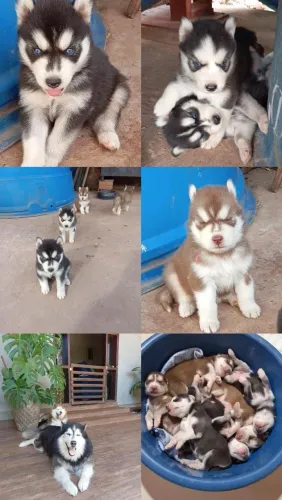 Filhotes de Husky