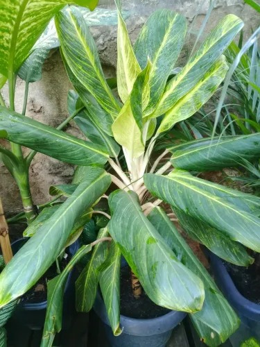 Planta agloonema