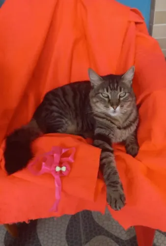 Adoção responsável linda gata mega peluda castradinha