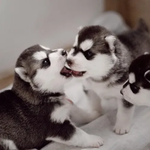 Husky siberiano filhote