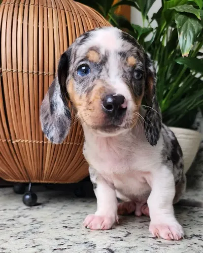 Basset/Teckel Com Pedigree, Excelente Companheiro!