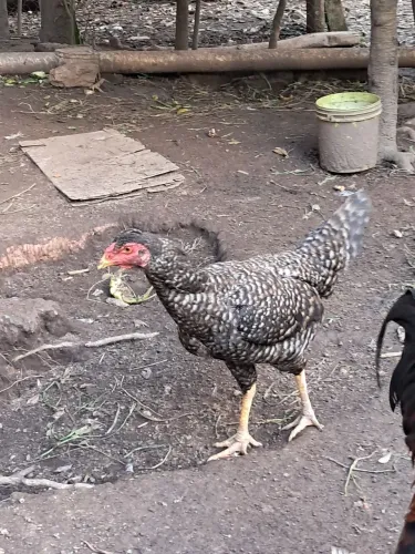 Galinha Índia carijo 