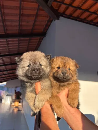 Chow-Chow macho 2 meses lindos, 400 cada ou 700 os dois 