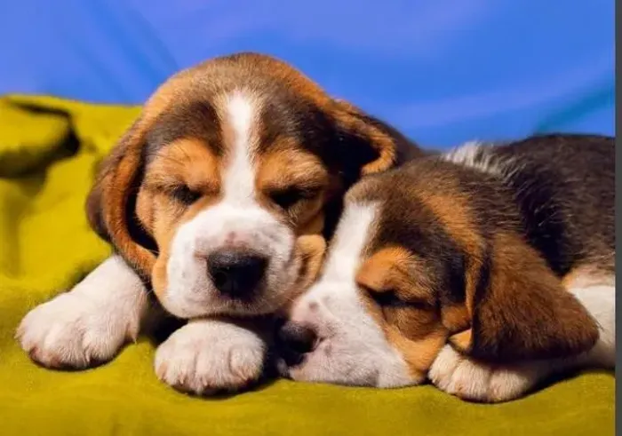 Beagle Mini Filhotes Excelente Porte.