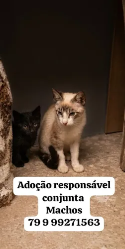 Gatos adoção 