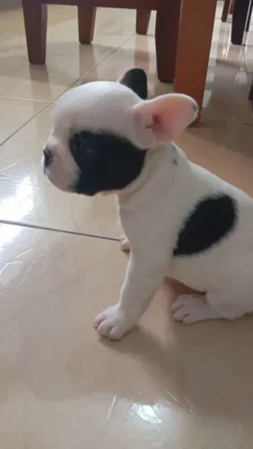 Filhote fêmea de buldogue francês