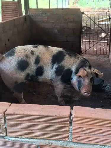Porco caipira