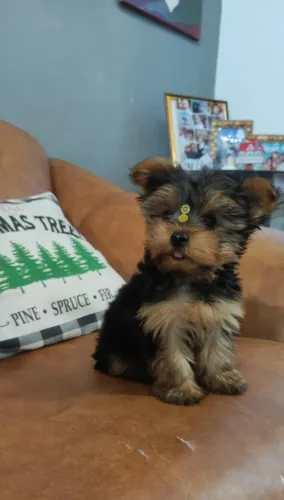 Yorkshire Terrier,Yorkshire Terrier Filhote Vacinado com Muito Charme e Delicadeza