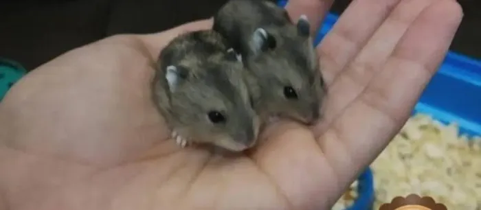 Filhotes Hamster Anão Russo