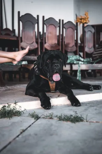 Cane Corso