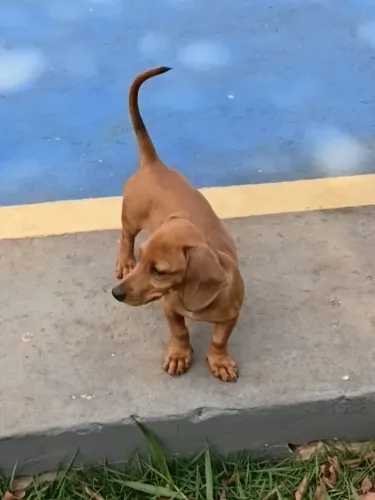 Filhote de dachshund salsicha