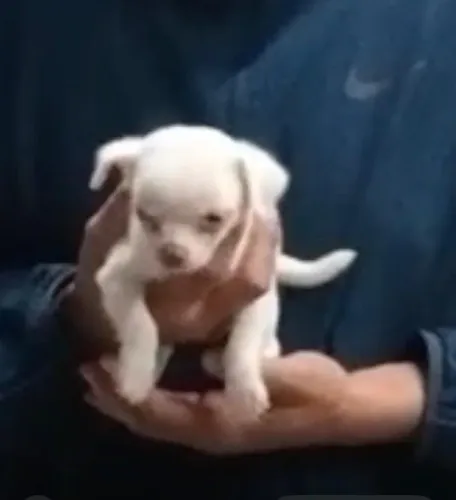 Chihuahua muito pequeno 