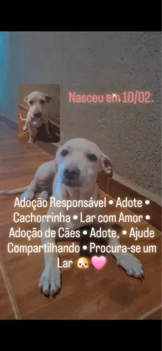 Cachorro