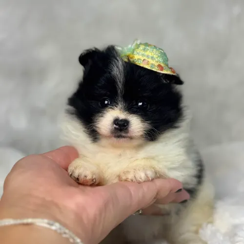 Filhote de Lulu da Pomerânia