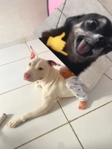 Pit bul docil para adoção 