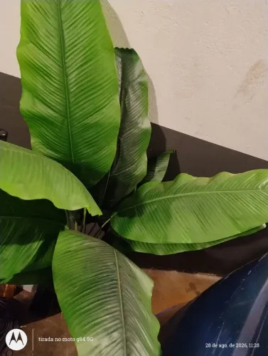 Planta artificial