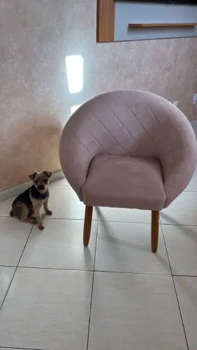 4 cadeiras de mesa de jantar pés de madeira e corpo em tecido suede